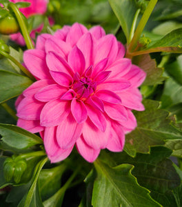 Lisa Dark Pink Dahlia