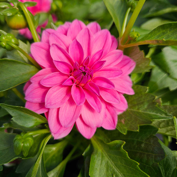 Lisa Dark Pink Dahlia for Sale | Bold Summer Dahlia Blooms