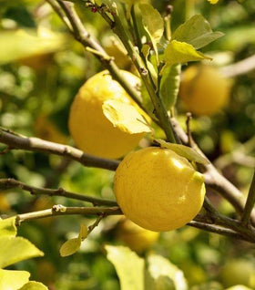 Lisbon Lemon Tree