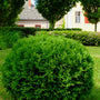 little giant arborvitae rounded evergreen shrub