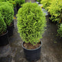 little giant arborvitae