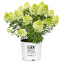 Little Lime Punch® Hydrangea