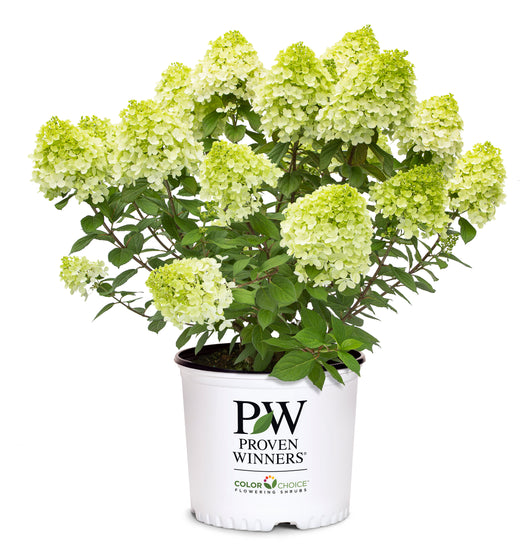 Little Lime Punch® Hydrangea