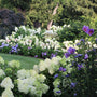 A lush garden bed filled with large white and light purple hydrangea blooms, interspersed with purple flowers, green grass, and dense dark green trees in the background.