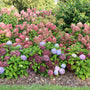 A dense garden bed of hydrangea plants in full bloom, featuring large clusters of pink, purple, and blue flowers surrounded by green foliage, planted in a mulch bed with grass in the foreground.