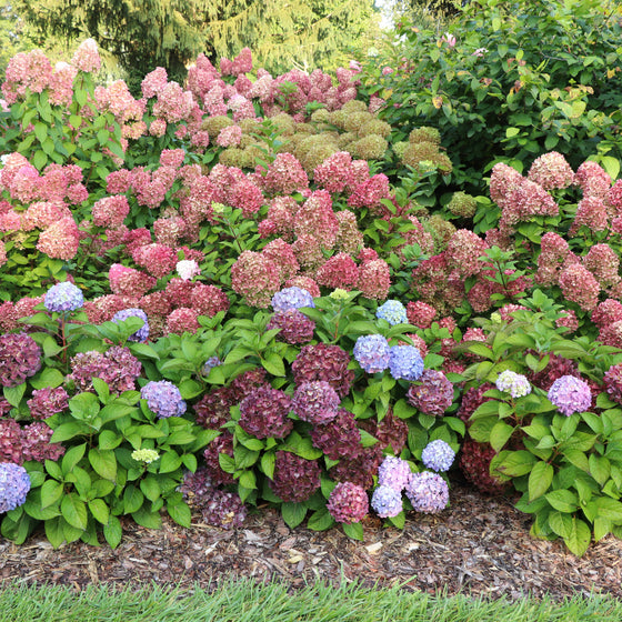A dense garden bed of hydrangea plants in full bloom, featuring large clusters of pink, purple, and blue flowers surrounded by green foliage, planted in a mulch bed with grass in the foreground.