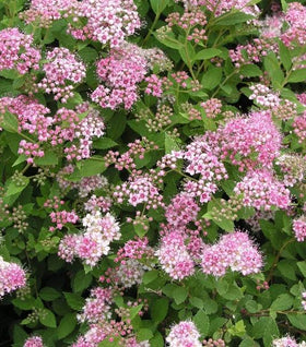 Little Princess Spirea