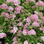 little princess dwarf spirea shrubs in full bloom with bright pink flowers