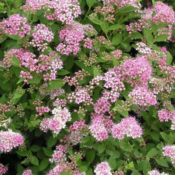 Little Princess Spirea Shrubs for Sale | Garden Goods Direct