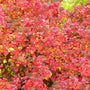 in the fall the foliage of little princess dwarf spirea shrubs turns bright red