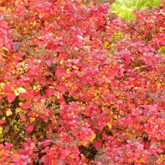 in the fall the foliage of little princess dwarf spirea shrubs turns bright red