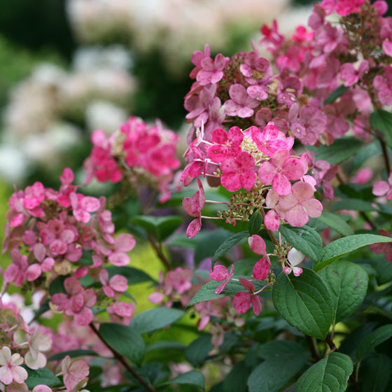 Pink and white hydrangea bush in a pot with green foliage, photographed outdoors in a garden setting with blurred green grass and white hydrangeas in the background.