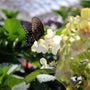 Pink and white hydrangea bush in a pot with green foliage, photographed outdoors in a garden setting with blurred green grass and white hydrangeas in the background.