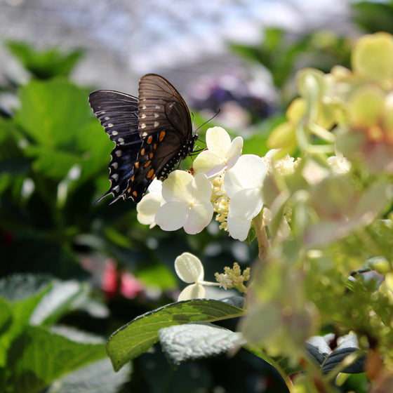 Pink and white hydrangea bush in a pot with green foliage, photographed outdoors in a garden setting with blurred green grass and white hydrangeas in the background.