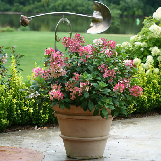 Pink and white hydrangea bush in a pot with green foliage, photographed outdoors in a garden setting with blurred green grass and white hydrangeas in the background.