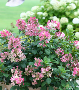 Little Quick Fire® Hydrangea
