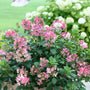Pink and white hydrangea bush in a pot with green foliage, photographed outdoors in a garden setting with blurred green grass and white hydrangeas in the background.