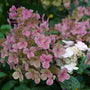 Close-up of pink and white hydrangea flower blooms with green foliage in a garden setting.