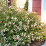 Abelia Little Richard looks great planted in Raised Gardens