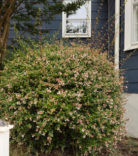 Little Richard Abelia