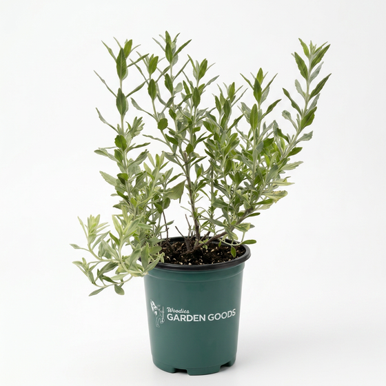 Deer resistant Russian sage