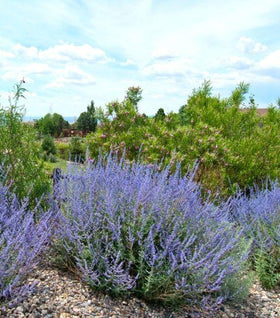 Little Spire Russian Sage