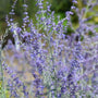 close up of lavender flowers on little russian sage
