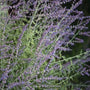 little russian sage lavender flowers close up