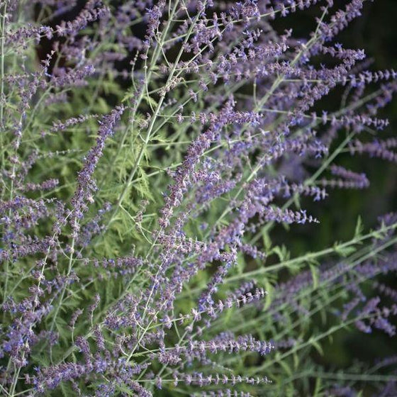 little russian sage lavender flowers close up