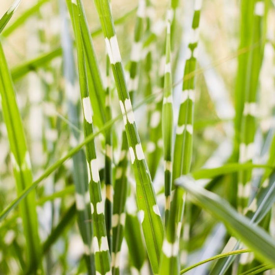 miscanthus little zebra has bright green foliage