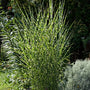 miscanthus little zebra has green and yellow striped foliage