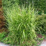 miscanthus little zebra has green and yellow striped foliage