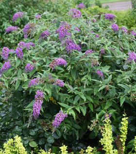 Lo and Behold Purple Haze Butterfly Bush