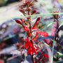 red blooms on black truffle lobelia