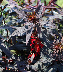 Lobelia Black Truffle