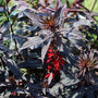 close up of black truffle lobelia red flowers on dark stems