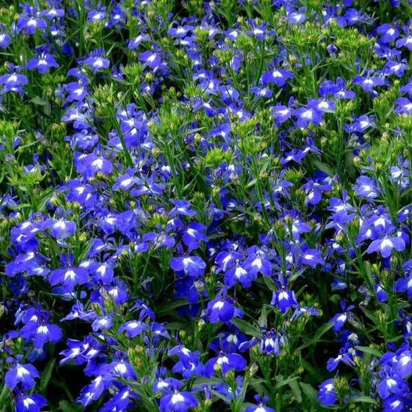 Buy Lobelia Techno Dark Blue Online | Garden Goods Direct