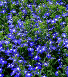 Lobelia Techno Dark Blue