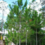 group of full grown mature loblolly pine trees