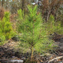 young loblolly pine tree in a wooded garden