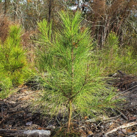 young loblolly pine tree in a wooded garden