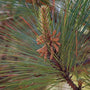 close up of green needles of the loblolly pine tree