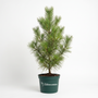 young loblolly pine tree in a 3 gallon pot