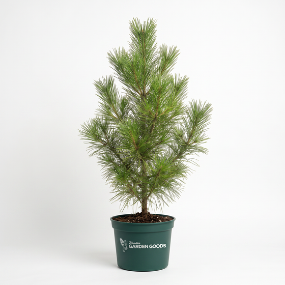 young loblolly pine tree in a 3 gallon pot