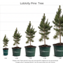 Loblolly Pine Tree Size Chart