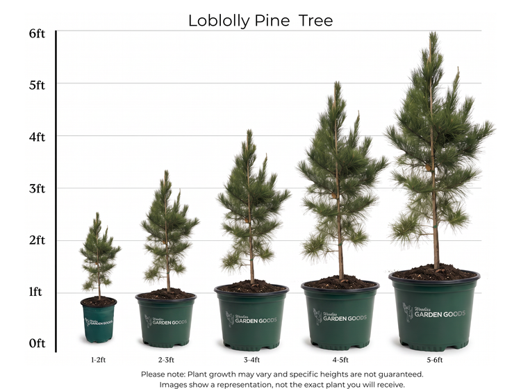 Loblolly Pine Tree Size Chart