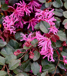 Loropetalum Ruby