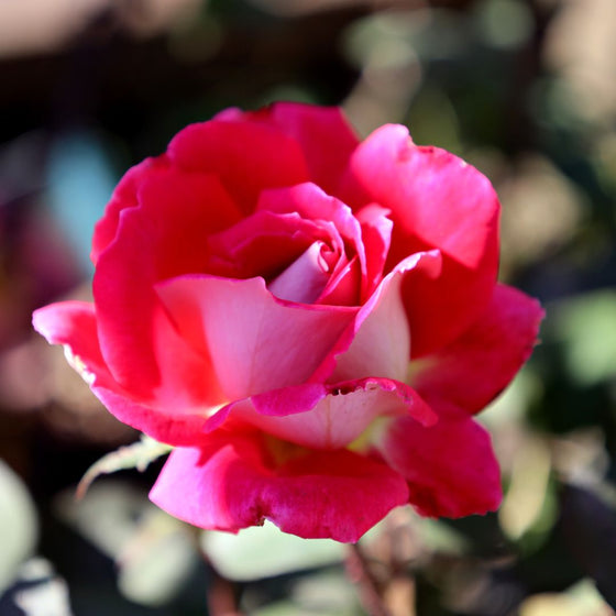 Love Rose | Buy Red Rose Bushes Online | Garden Goods Direct