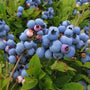 Close up of ripe blueberries of Low Bush Blueberry Shrub