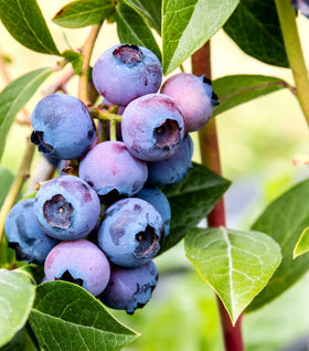 Low Bush Blueberry Bushes